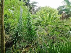 131 Ile de Batz Jardin Georges Delaselle_000031